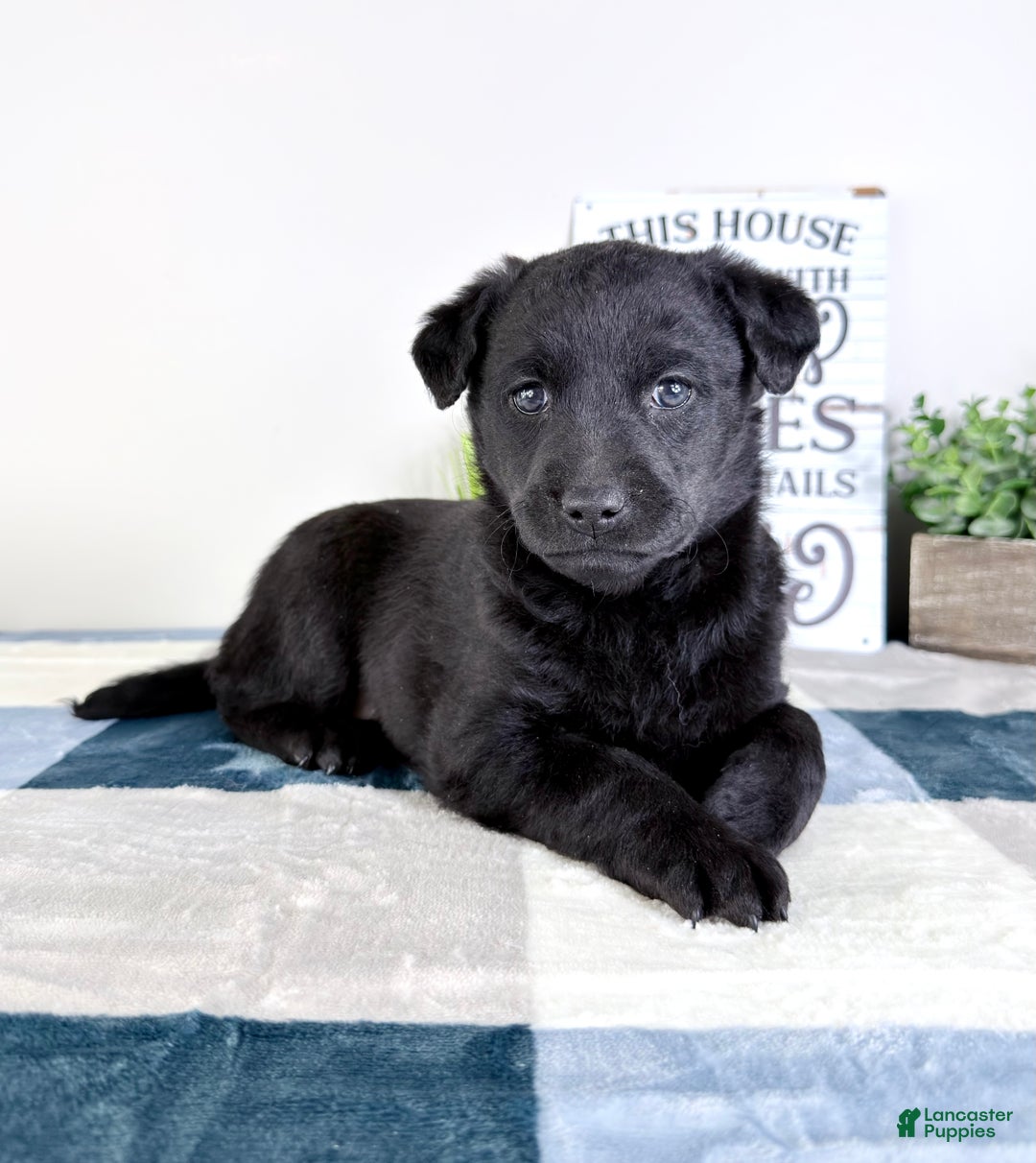 Mixed Breed dogs for sale: Astrid - Ad 1