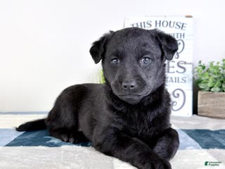 Mixed Breed dogs Astrid - Ad 15