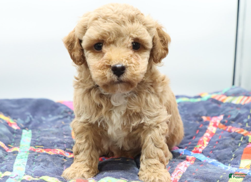 Toy Poodle dogs Apricot Boy - Ad 2
