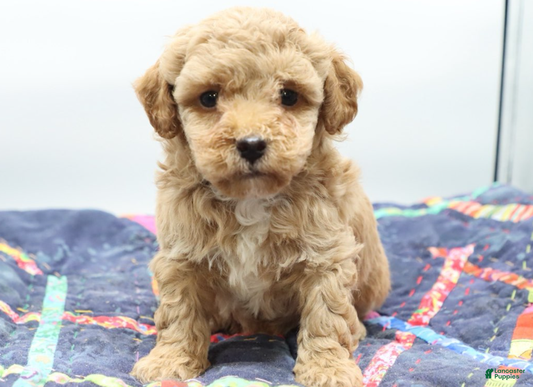 Toy Poodle dogs for sale: Apricot Boy - Ad 1