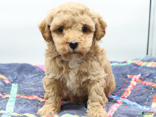 Toy Poodle dogs Apricot Boy - Ad 2