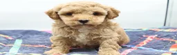 Toy Poodle dogs for sale: Apricot Boy - Ad 1