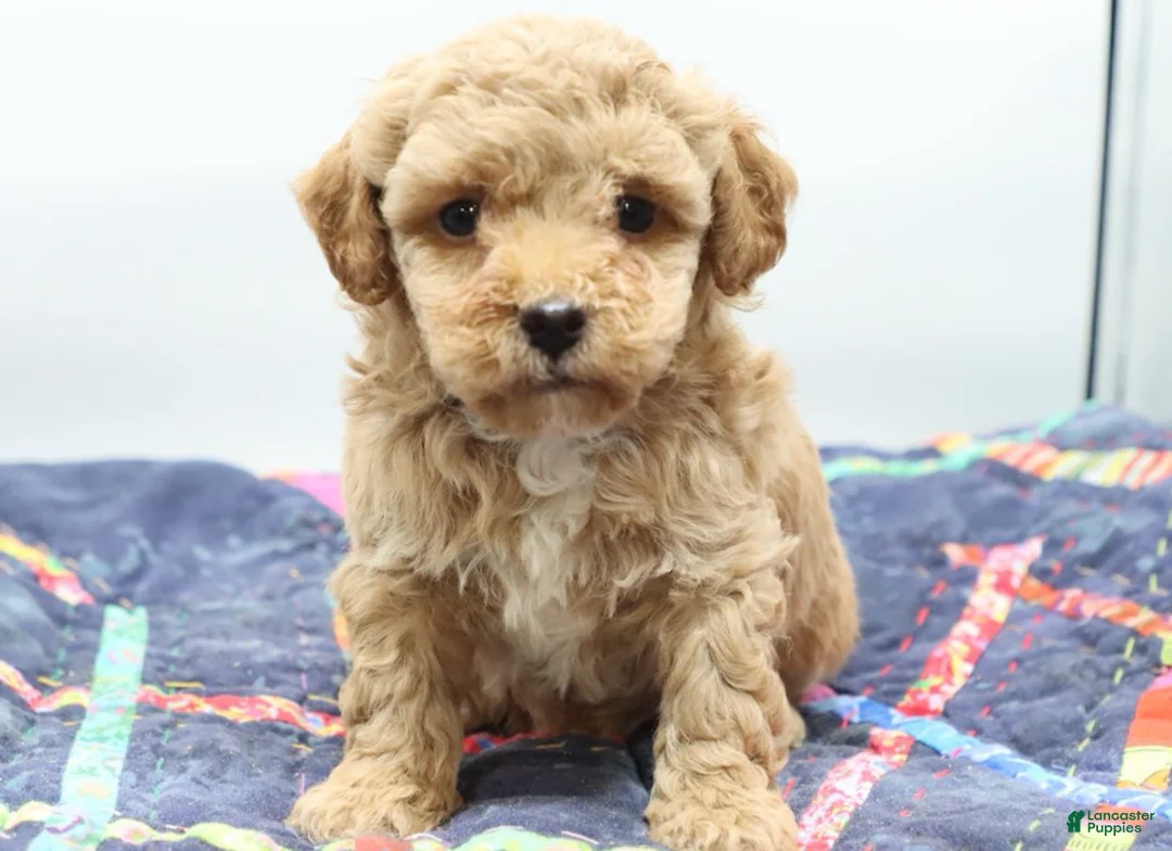 Toy Poodle dogs for sale: Apricot Boy - Ad 1