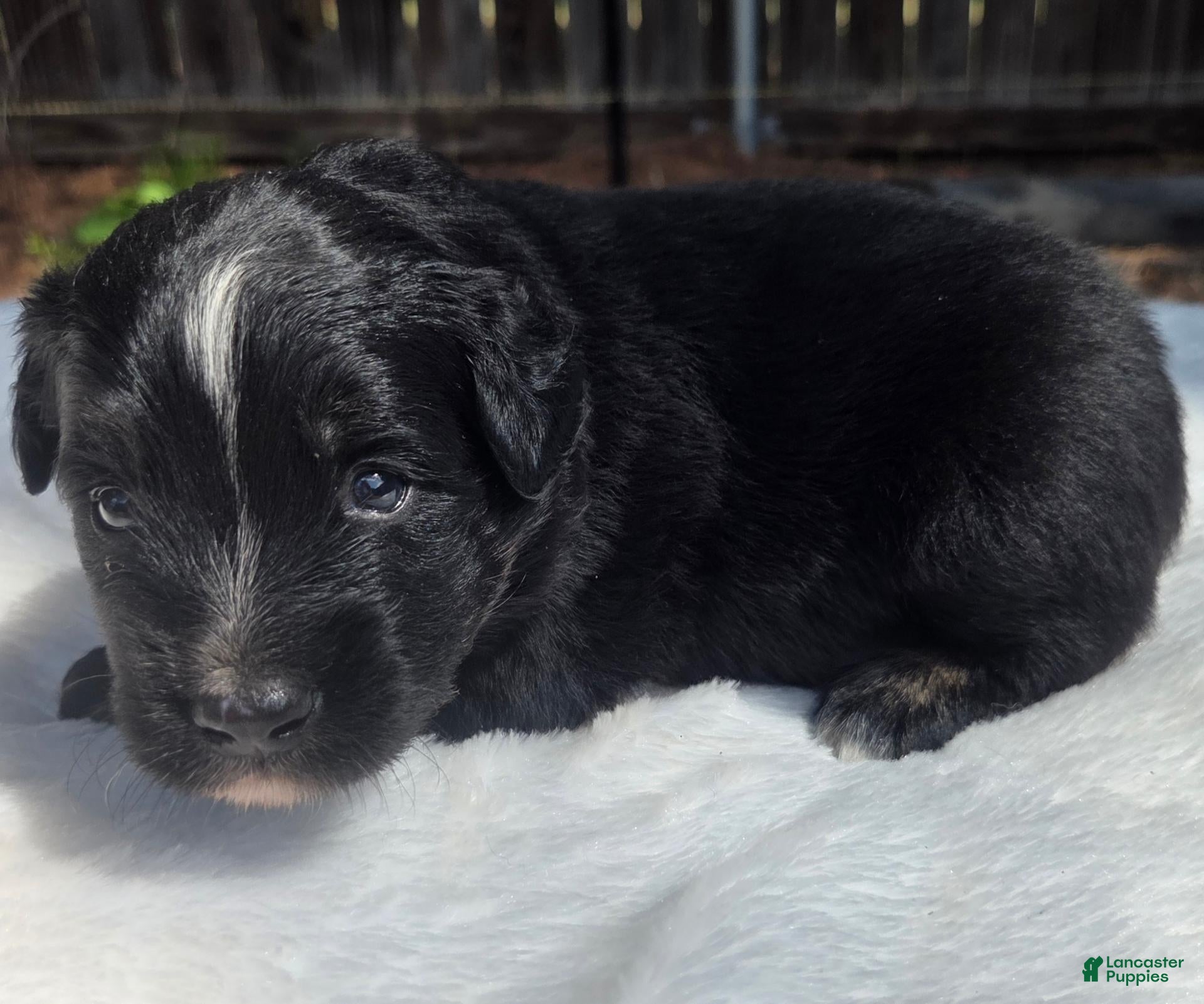 Australian Shepherd dogs Tank - Ad 3