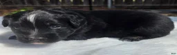Australian Shepherd dogs for sale: Tank - Ad 1