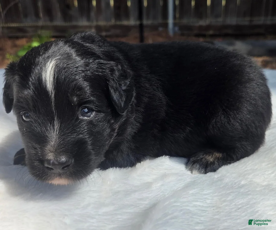Australian Shepherd dogs for sale: Tank - Ad 1