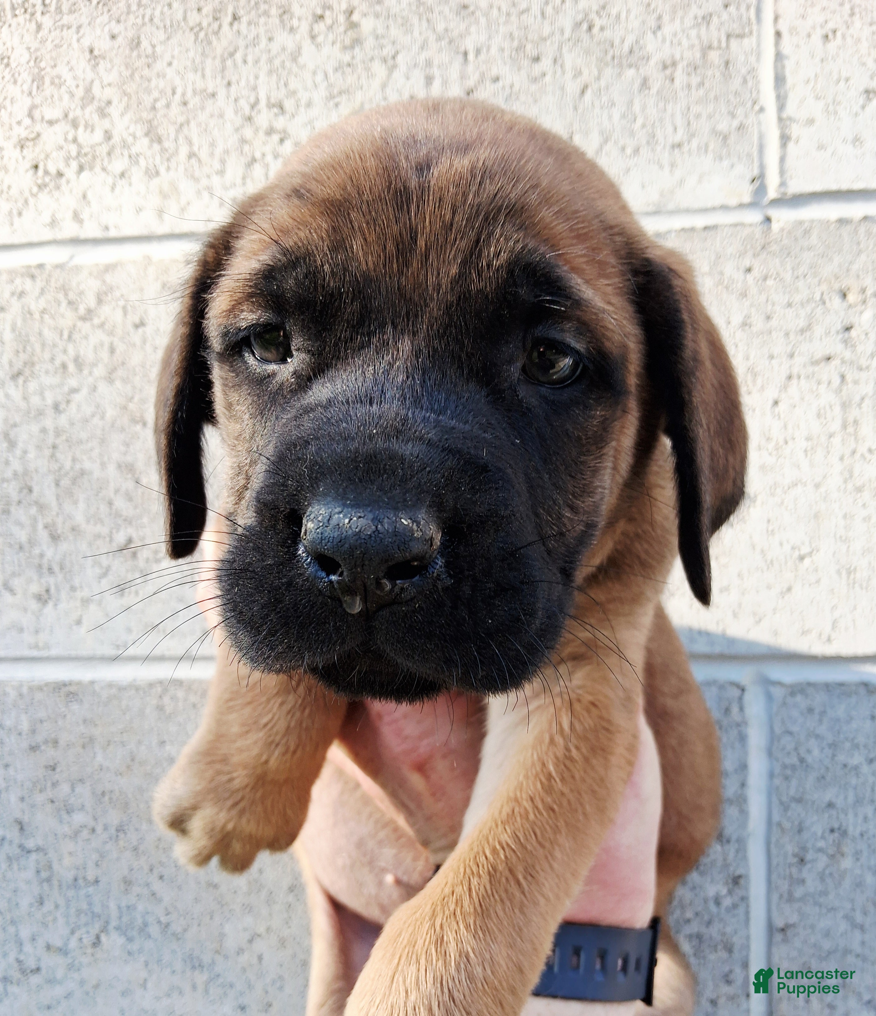 English Mastiff dogs Peaches  - Ad 1