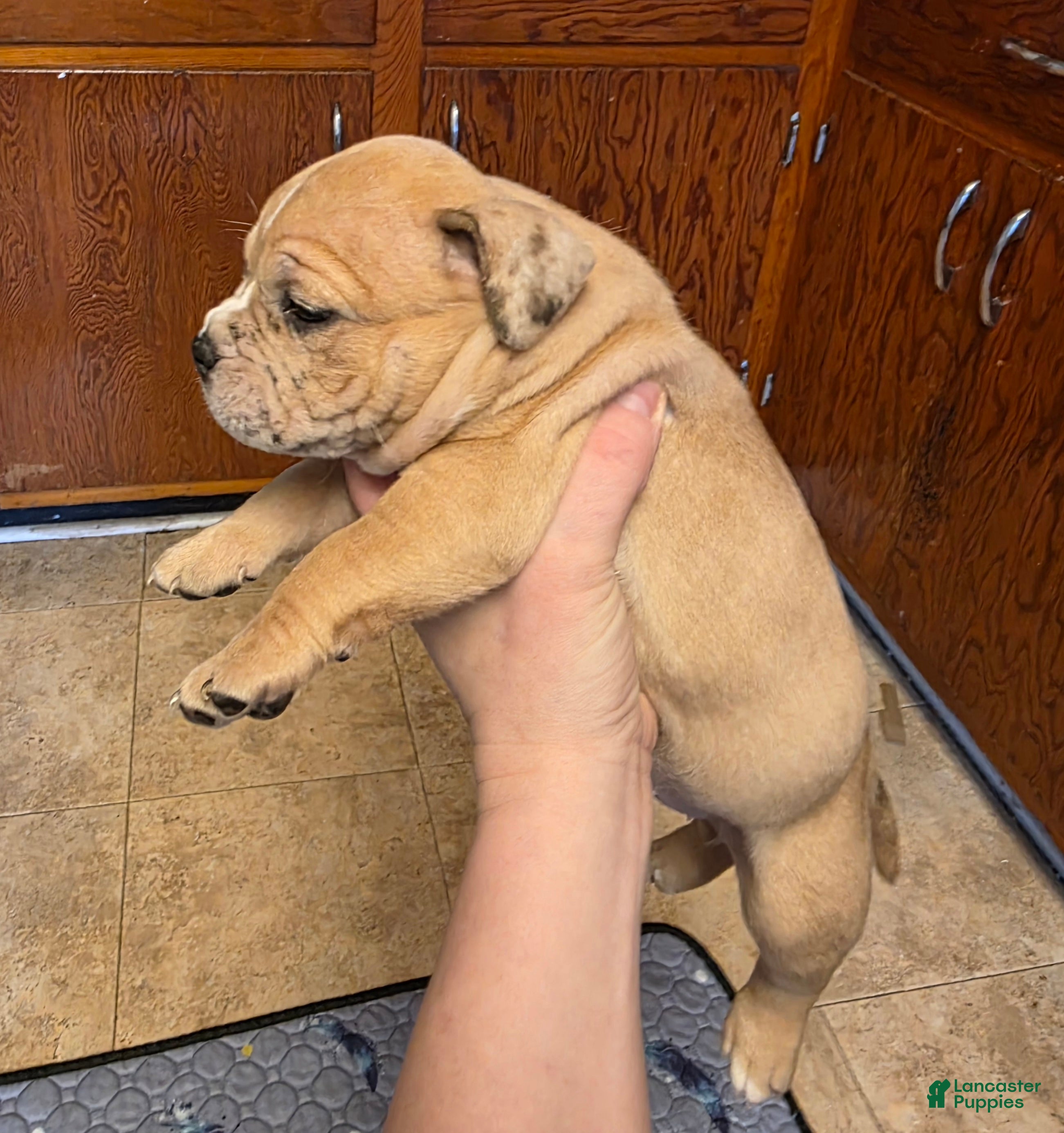 American Bully dogs Stella - Ad 7