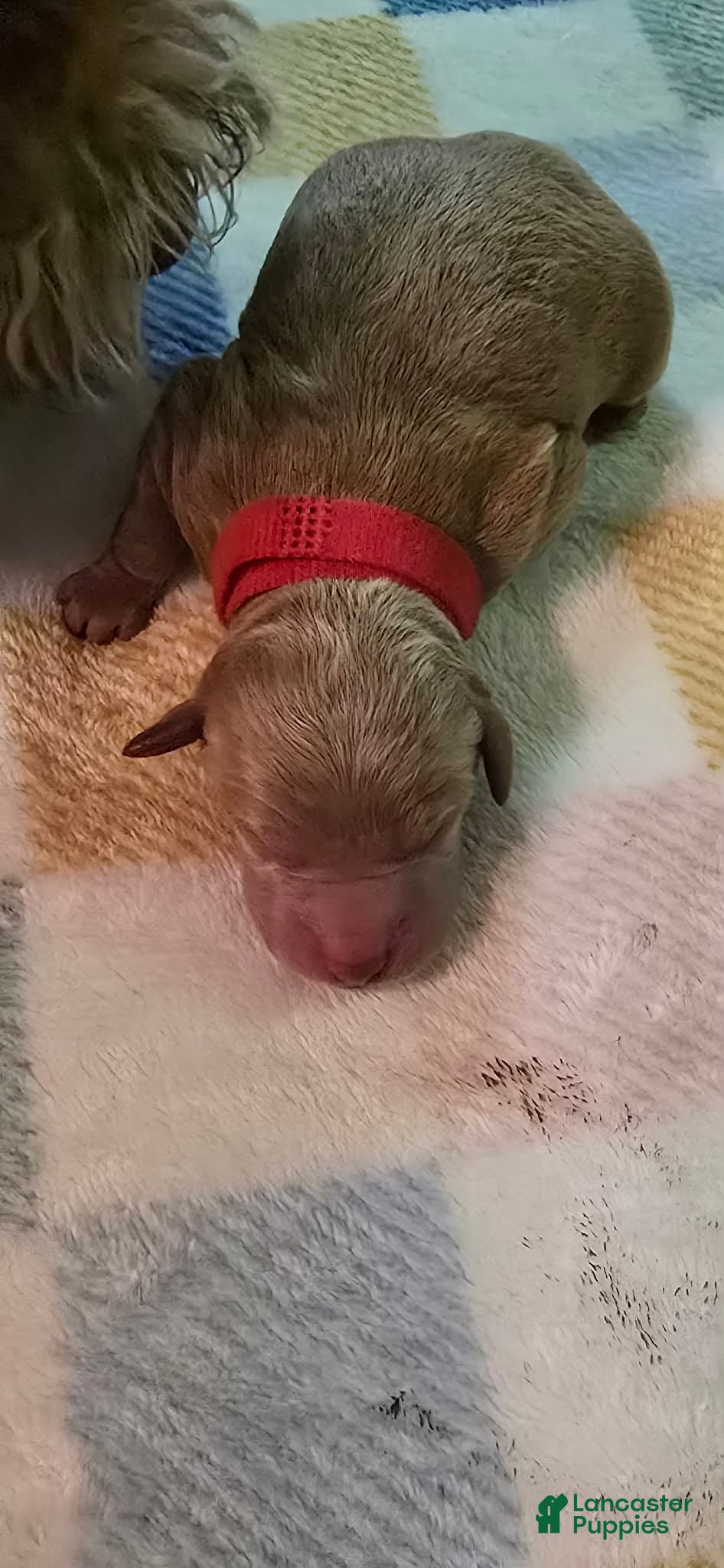 Mini Goldendoodle dogs for sale: daisy  - Ad 3