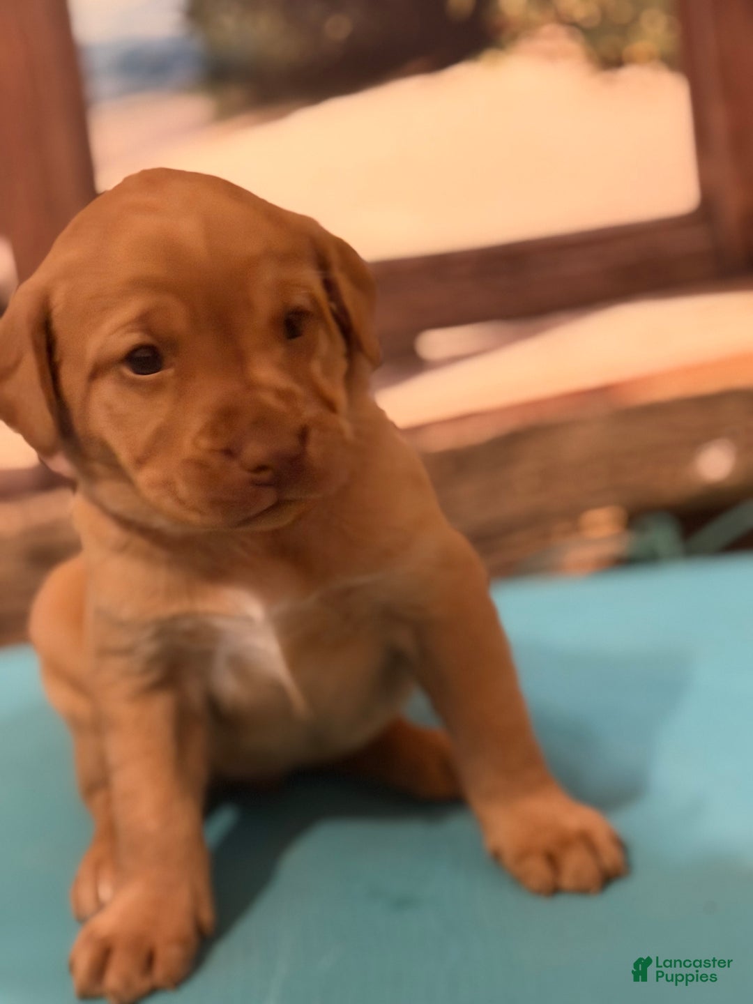 Labrador Retriever dogs for sale: Labrador Retriever SIESTA - Ad 2