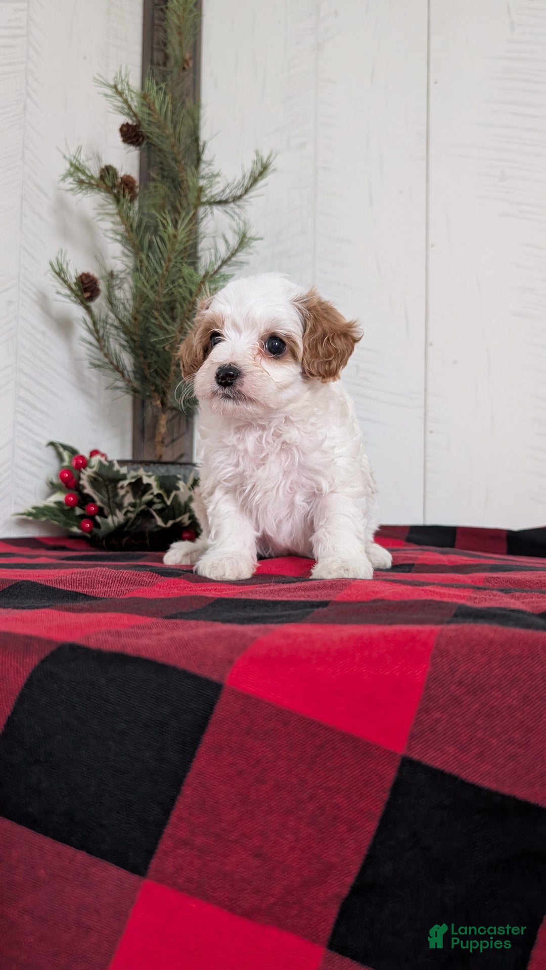 Cavapoo dogs for sale: Delilah  - Ad 4