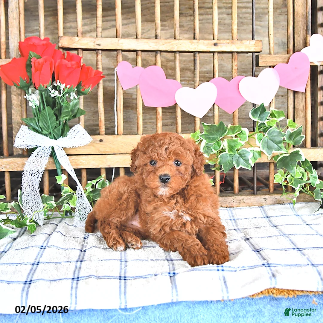 Mini Goldendoodle dogs for sale: Pearl - Ad 3
