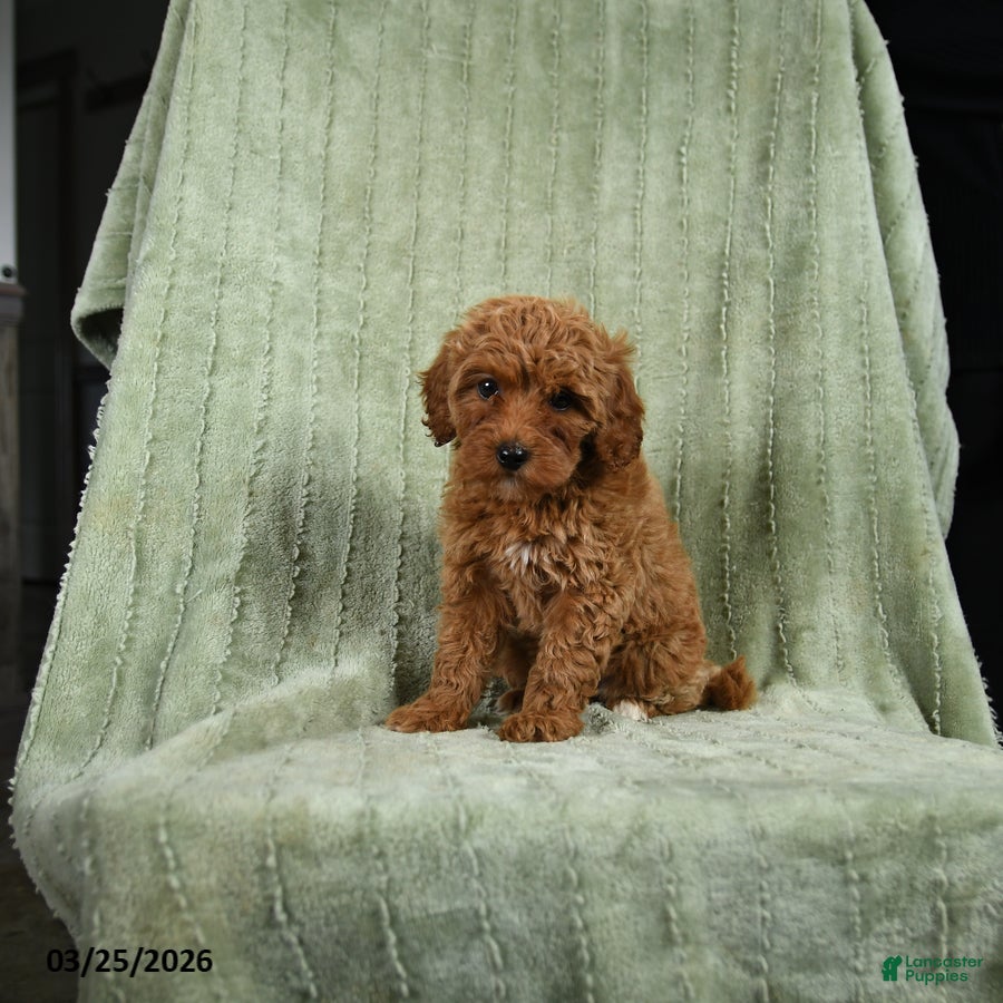 Cockapoo dogs Posie  - Ad 1