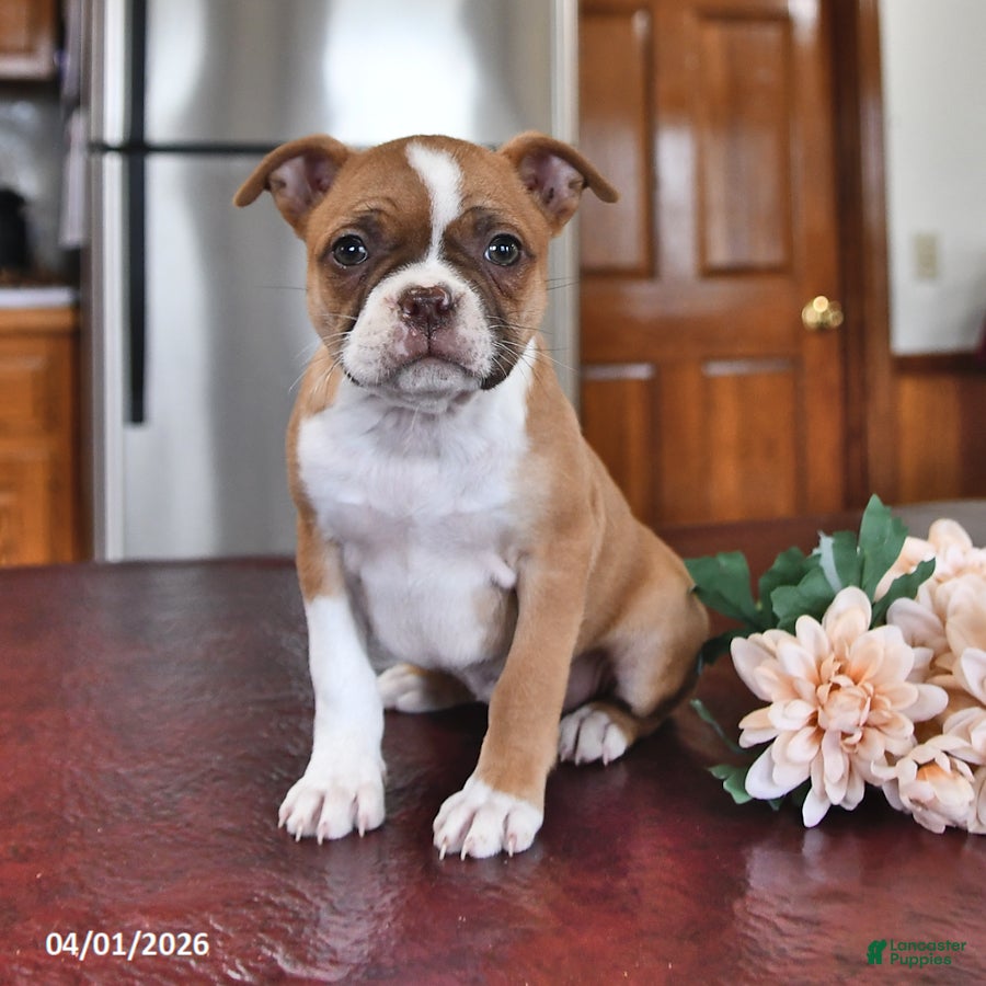 Boston Terrier dogs Heather - Ad 1