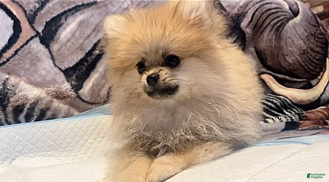 Pomeranian dogs for sale: Bradford - Ad 1