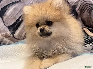 Pomeranian dogs for sale: Bradford - Ad 2