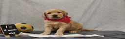 Goldendoodle dogs for sale: Trina - Ad 4