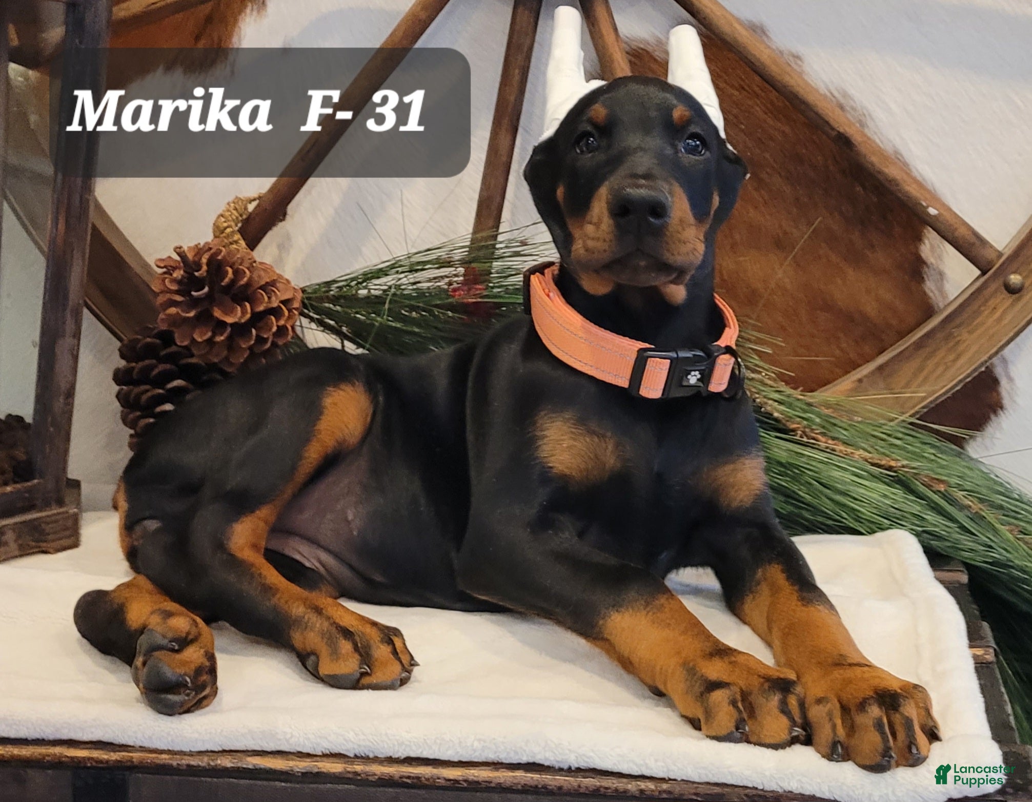 Doberman Pinscher dogs MARIKA - Ad 2