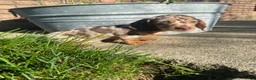 Miniature Dachshund dogs for sale: Brody - Ad 7