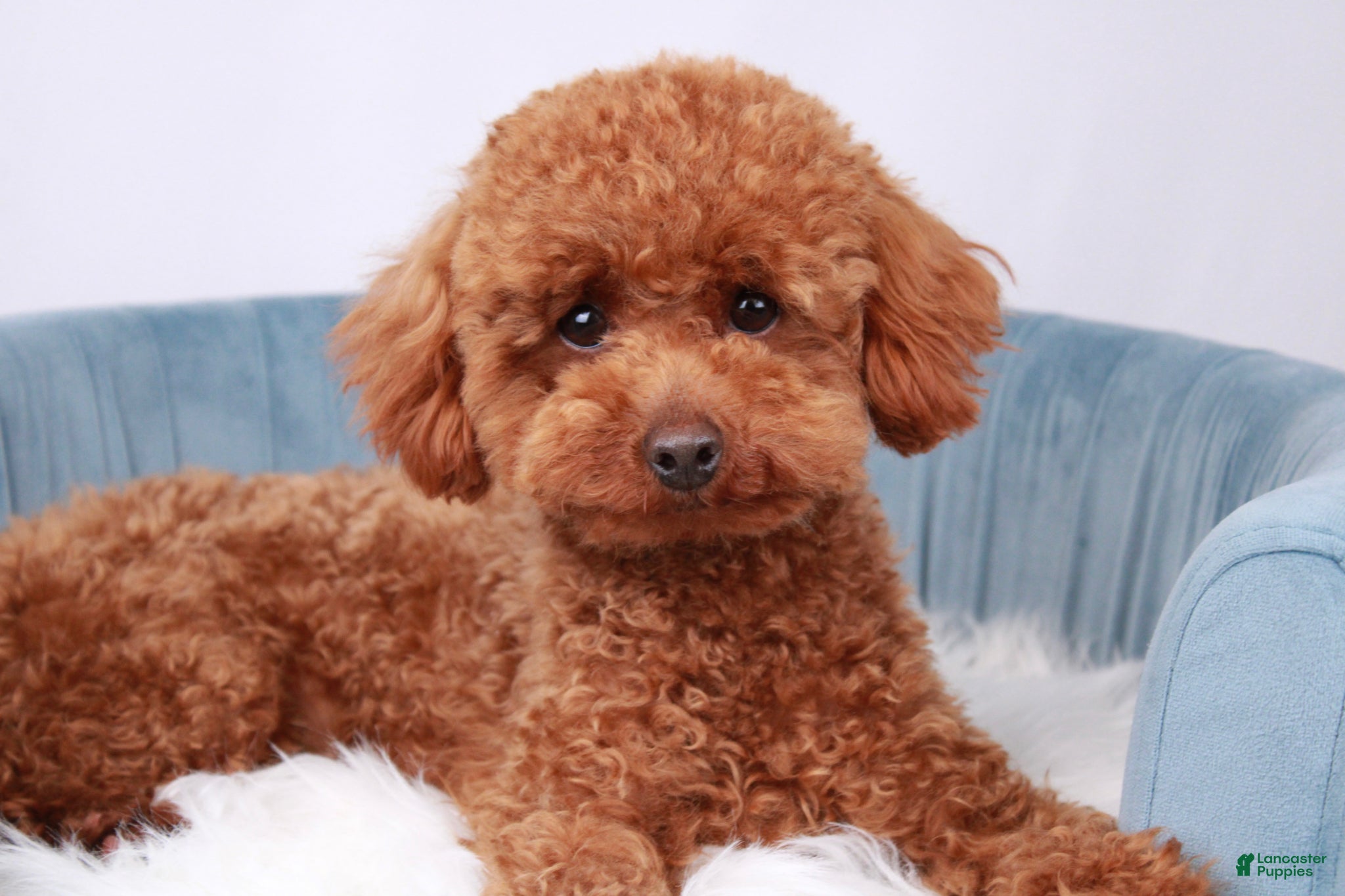 Toy Poodle dogs Pascal - Ad 1