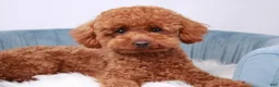 Toy Poodle dogs for sale: Pascal - Ad 1