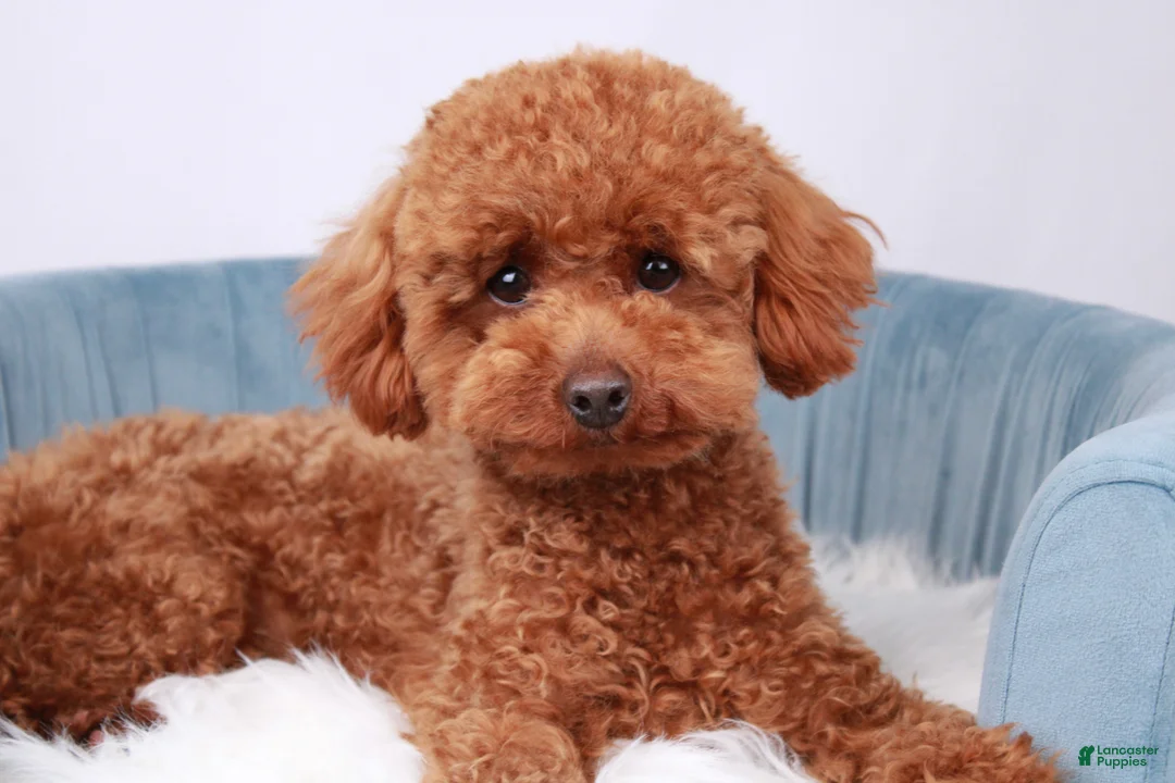Toy Poodle dogs for sale: Pascal - Ad 1
