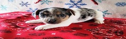 Jack Russell Terrier dogs for sale: Shirley - Ad 1