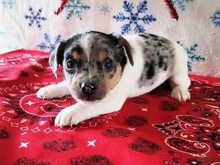 Jack Russell Terrier dogs Shirley - Ad 13