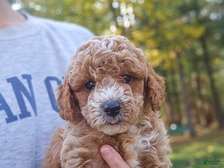 Miniature Poodle dogs - Ad 3