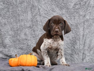 German Shorthaired Pointer dogs - Ad 40