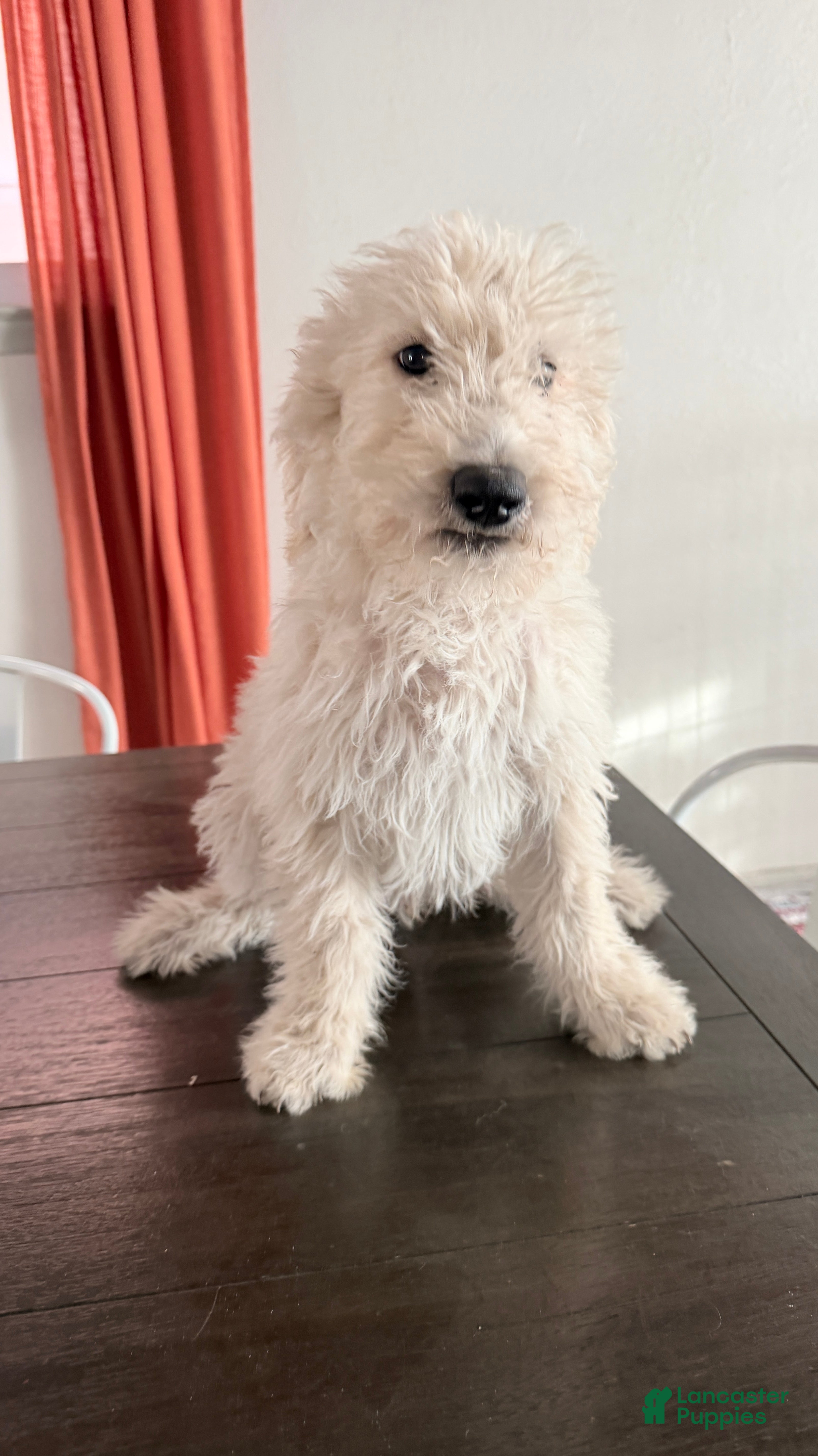 Labradoodle dogs Buster - Ad 4