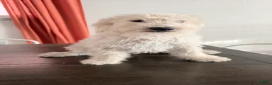 Buster
