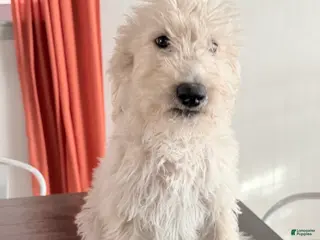 Labradoodle dogs Buster - Ad 4