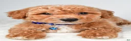 Bichpoo dogs for sale: Sierra - Ad 2