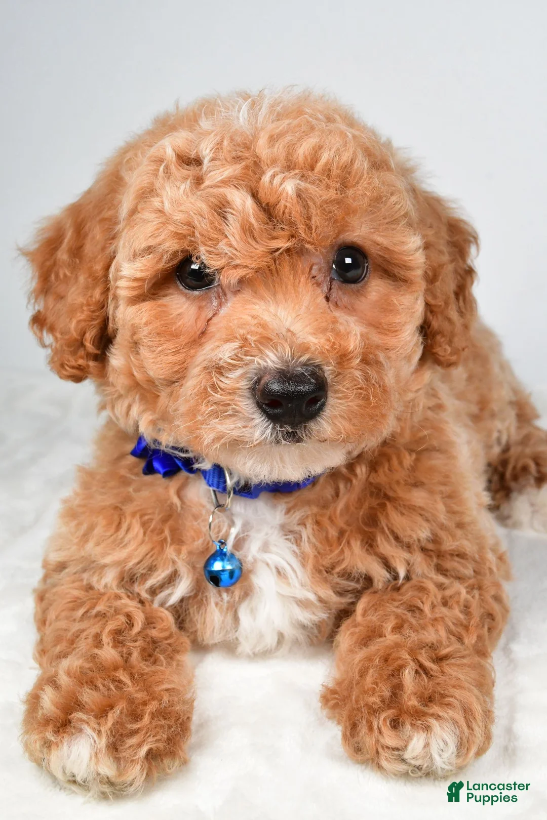 Bichpoo dogs for sale: Sierra - Ad 2