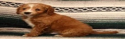 Mini Goldendoodle dogs for sale: Mason - Ad 6