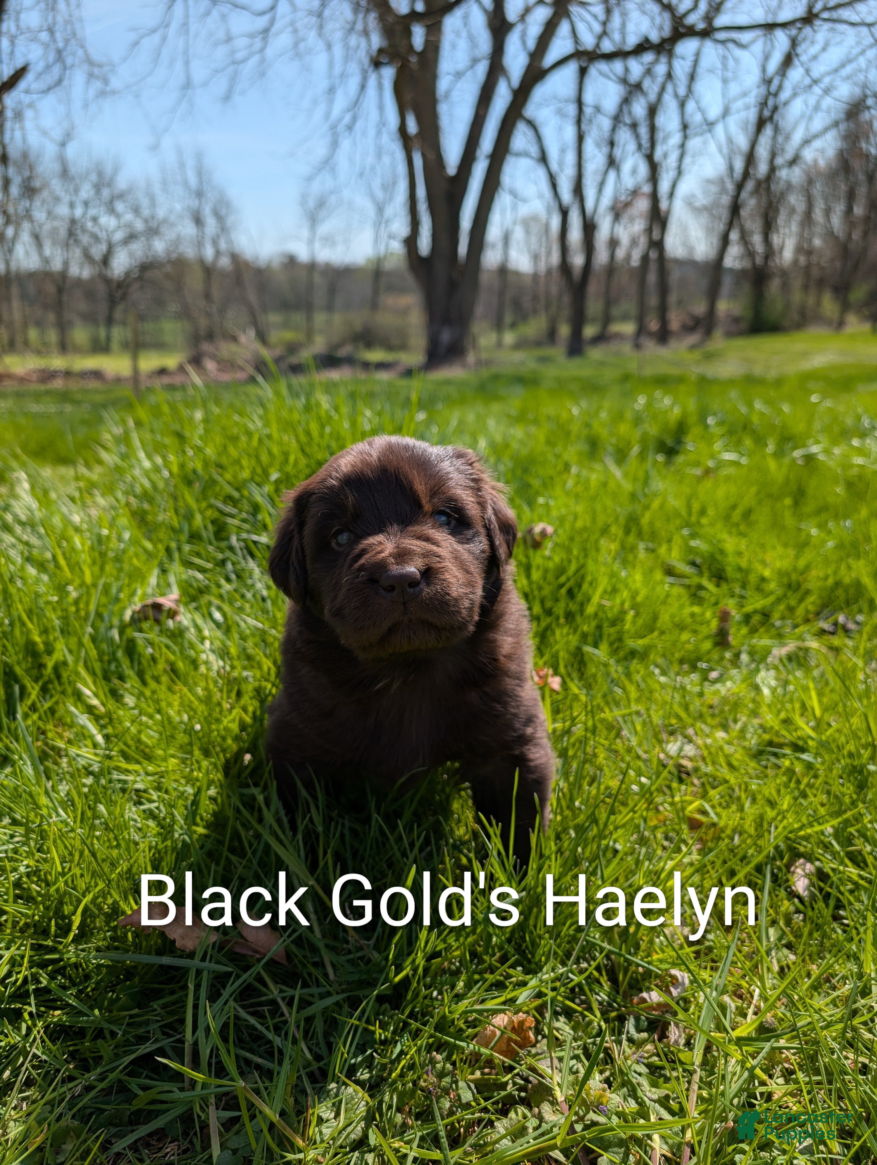 Newfoundland dogs Haelyn - Ad 22
