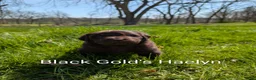 Newfoundland dogs for sale: Haelyn - Ad 1