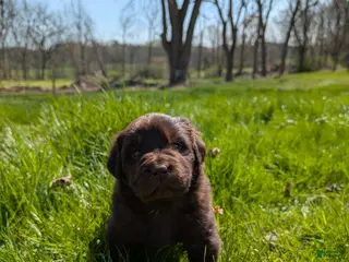 Newfoundland dogs Haelyn - Ad 22