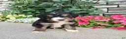 Bernedoodle dogs for sale: Layne - Ad 4