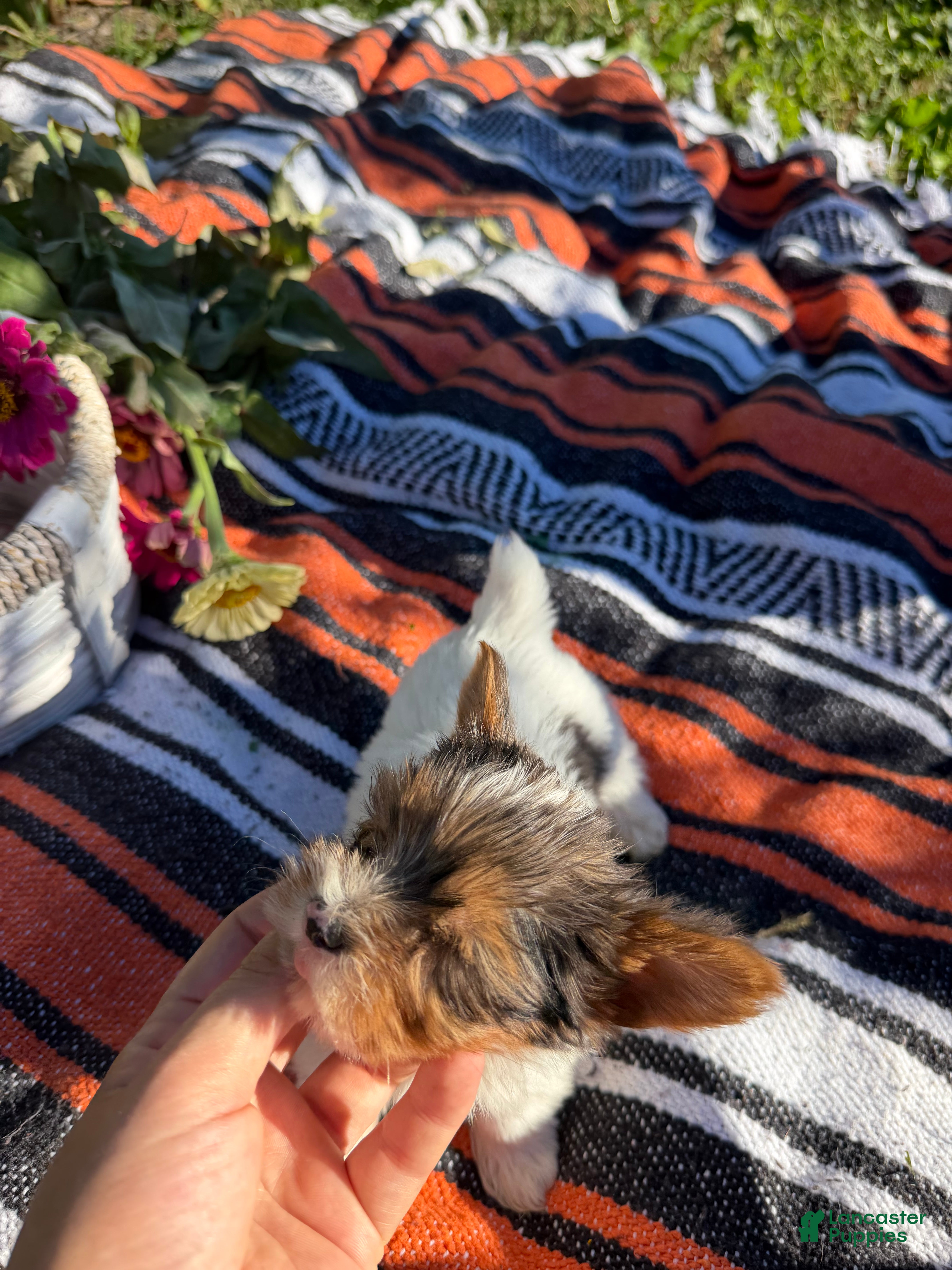 Yorkshire Terrier dogs Yorkshire Terrier 4 - Ad 2