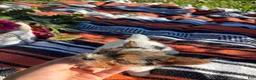 Yorkshire Terrier dogs for sale: Yorkshire Terrier 4 - Ad 2
