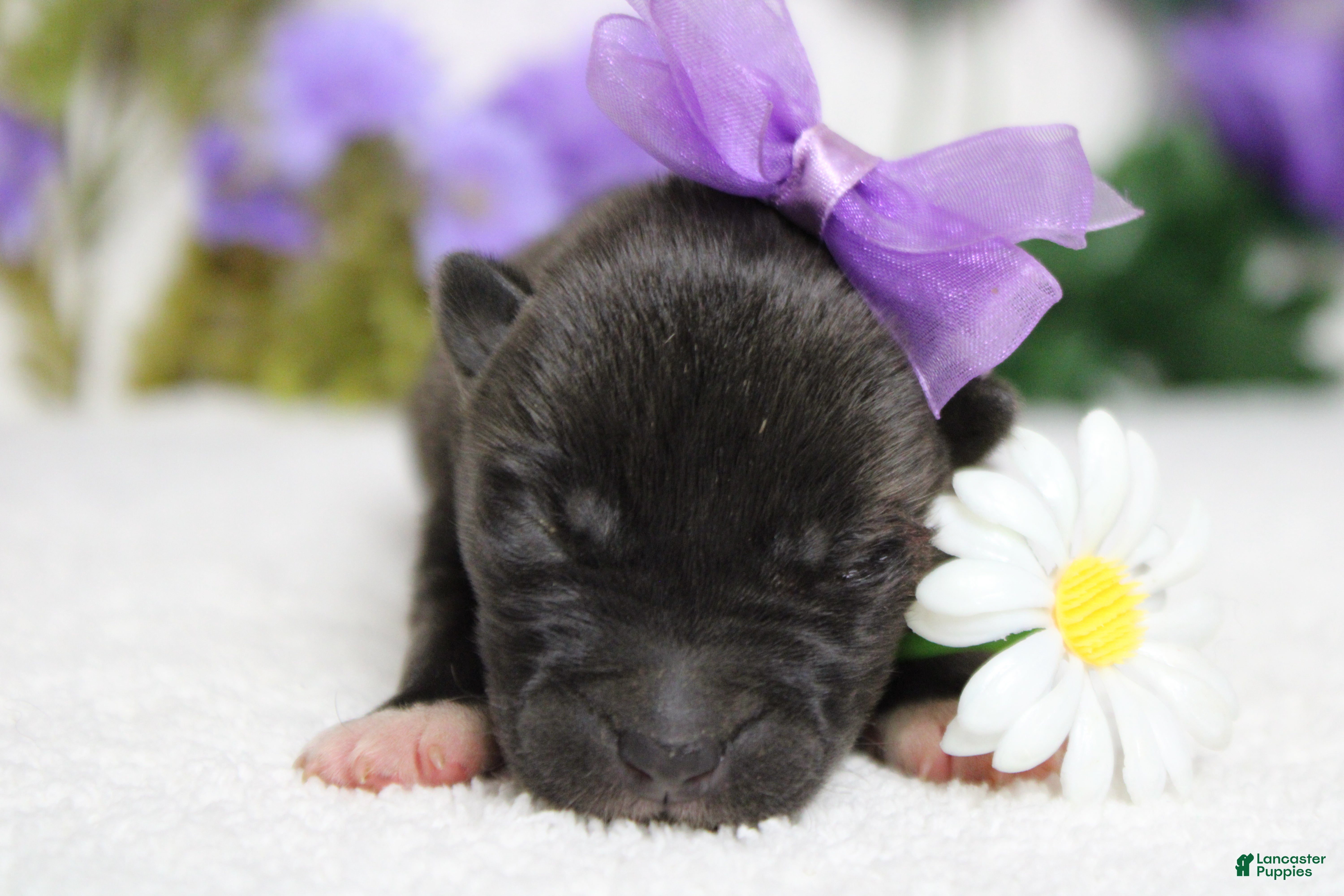 Akita dogs Ambrosia  - Ad 5