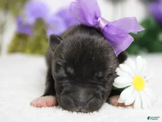 Akita dogs Ambrosia - Ad 5