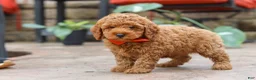 Miniature Poodle dogs for sale: Maverick - Ad 3