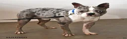 Boston Terrier dogs for sale: Cindy  - Ad 7