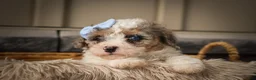 Miniature Poodle dogs for sale: Juno🦴  - Ad 8