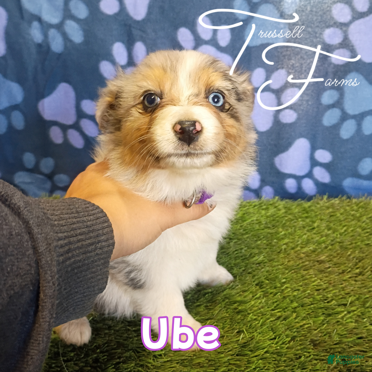 Australian Shepherd dogs Ube - Ad 1