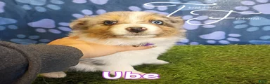 Ube
