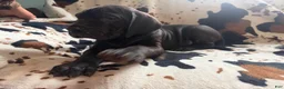 Great Dane dogs for sale: Meatloaf - Ad 6